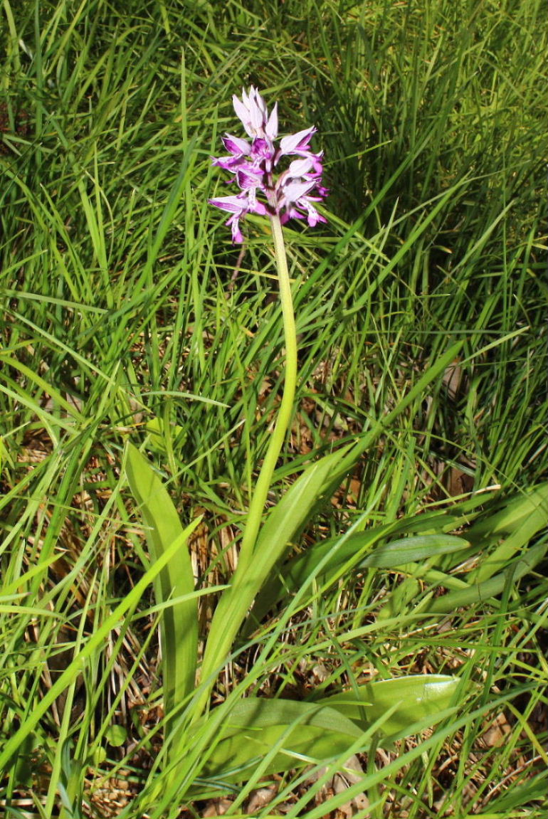 Orchis militaris prov. Genova ???